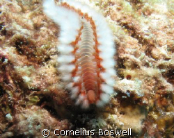 Fireworm, look but don't touch!
I used a Canon G10 with ... by Cornelius Boswell 